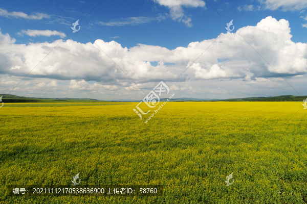 田野油菜花風景