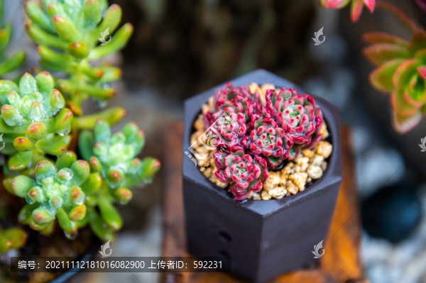 姬紅寶石