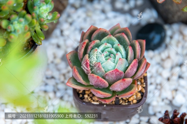 香檳