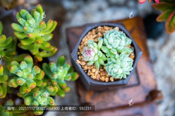 羊脂球