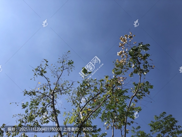 陽光綠葉