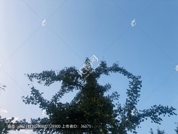 樹