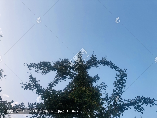 綠樹(shù)素材