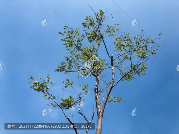 綠葉天空