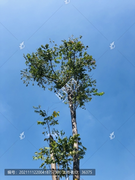 綠葉天空