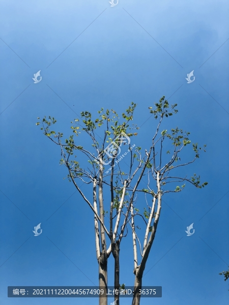 樹木