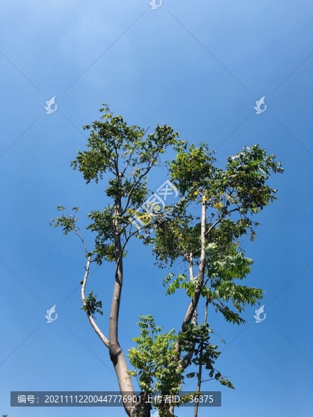 藍(lán)色的天空