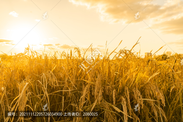 中國(guó)東北黑龍江豐收的水稻田