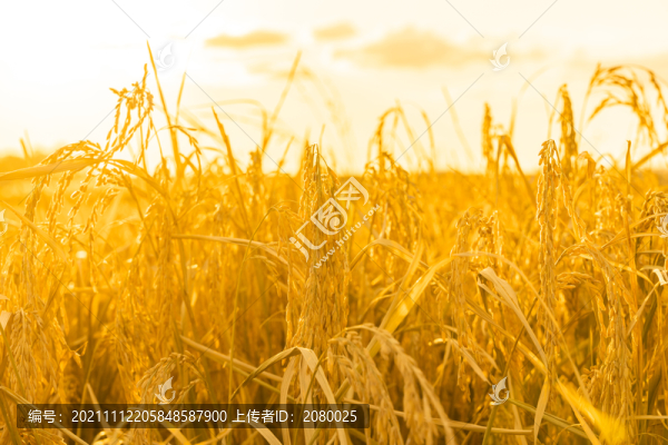 中國東北黑龍江豐收的水稻田