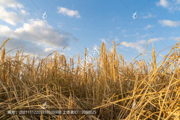 中國(guó)東北黑龍江豐收的水稻田