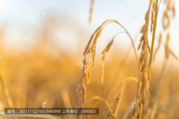中國東北黑龍江豐收的水稻田