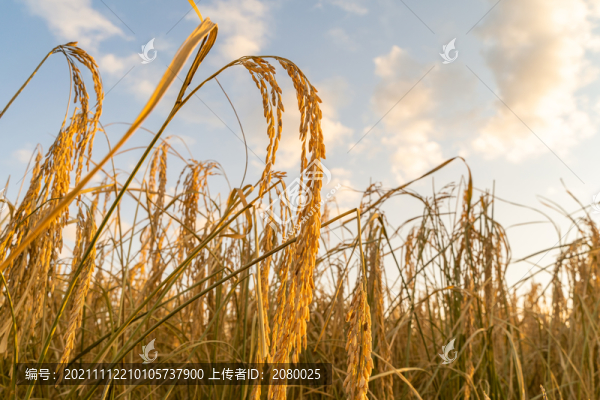 中國東北黑龍江豐收的水稻田