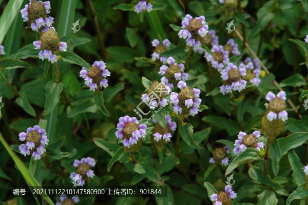 唇形科植物夏枯草