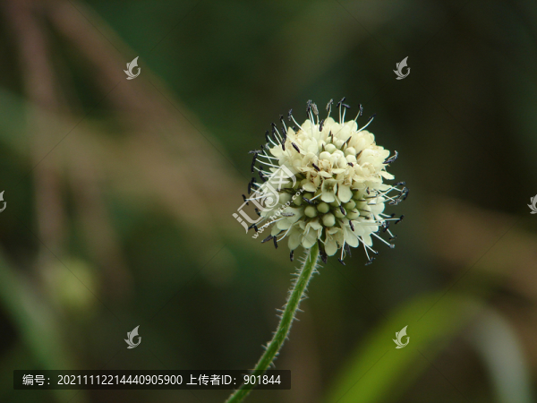 川續(xù)斷的球形頭狀花序