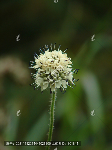 川續(xù)斷的球形頭狀花序