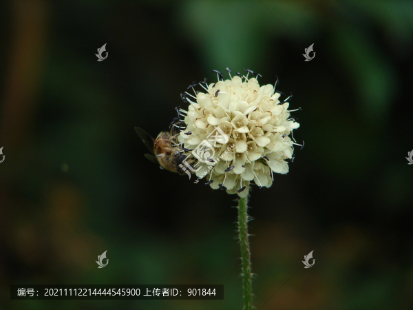 川續(xù)斷的球形頭狀花序