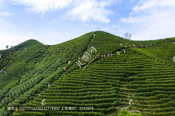 茶