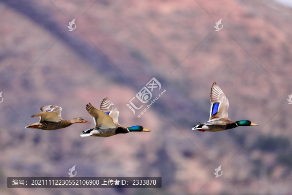 野鴨