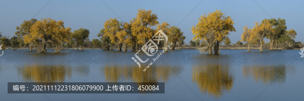 胡楊林