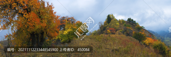 紅葉