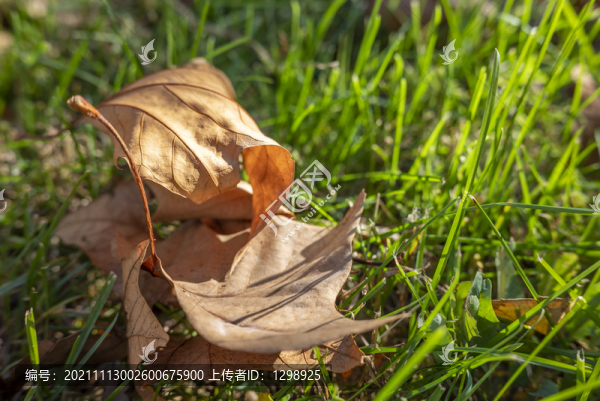 草地楓葉落葉