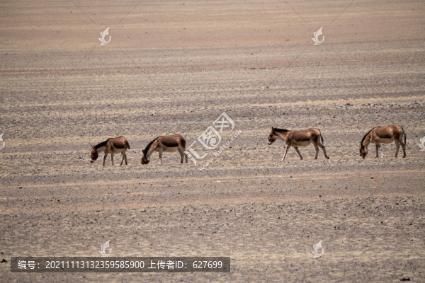 阿里保護區(qū)野生動物