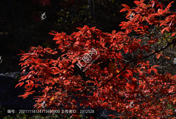 本溪老邊溝紅葉