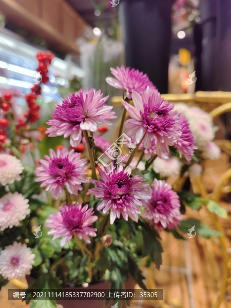 小菊花花卉