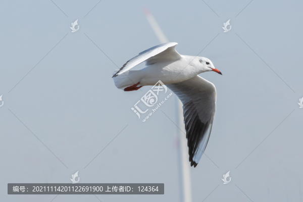 海鷗