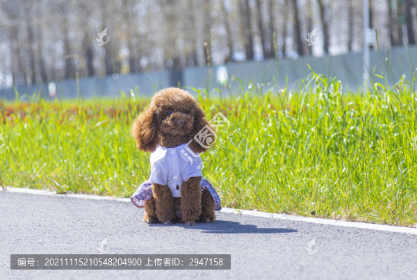 戶外玩耍的泰迪犬