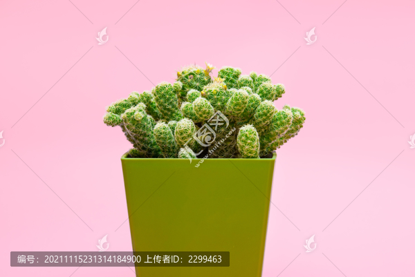 多肉植物白鳥