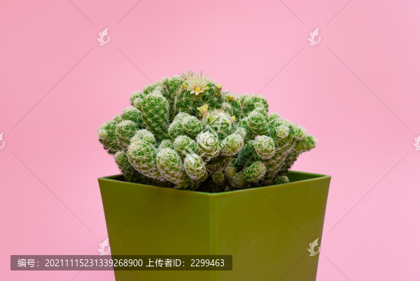 多肉植物白鳥