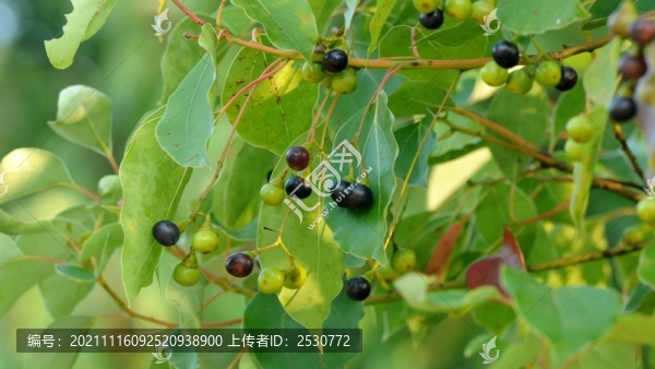 樟