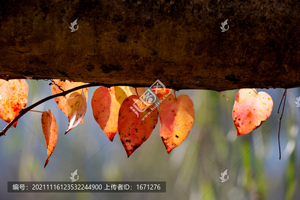 紅葉