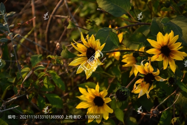 黑心金光菊