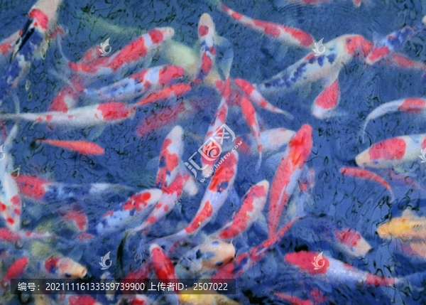 池塘里的鯉魚