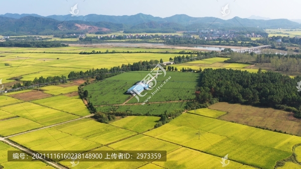 航拍江西吉水清香茶場(chǎng)