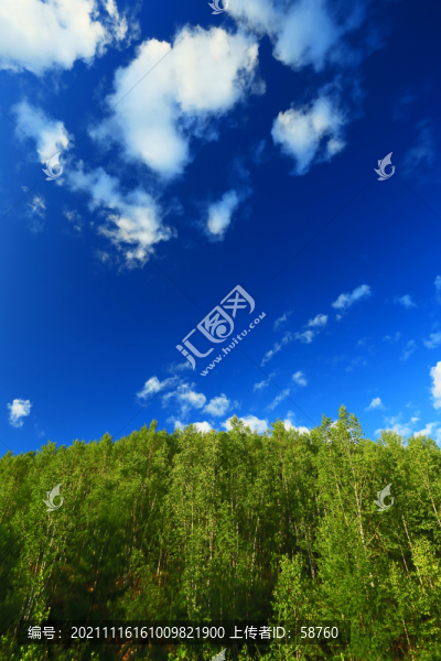 綠色樹林