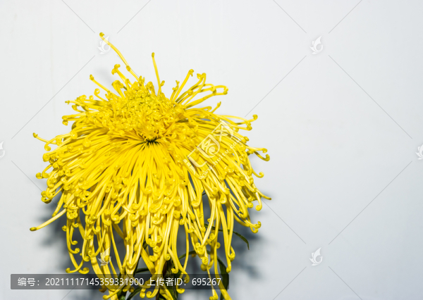 家菊
