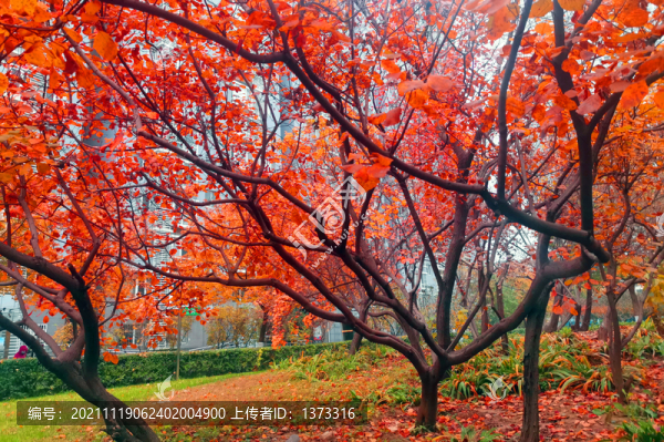雕塑公園秋色