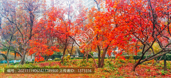 雕塑公園秋色