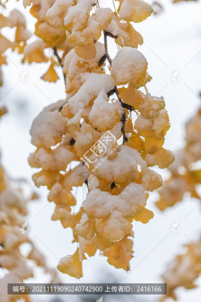 雪天的銀杏葉