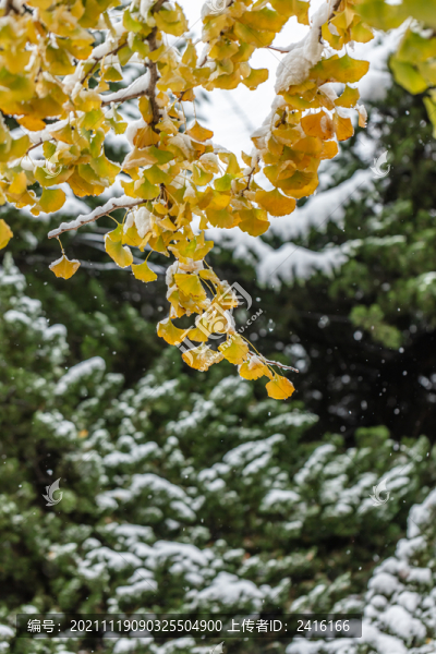 雪天的銀杏葉