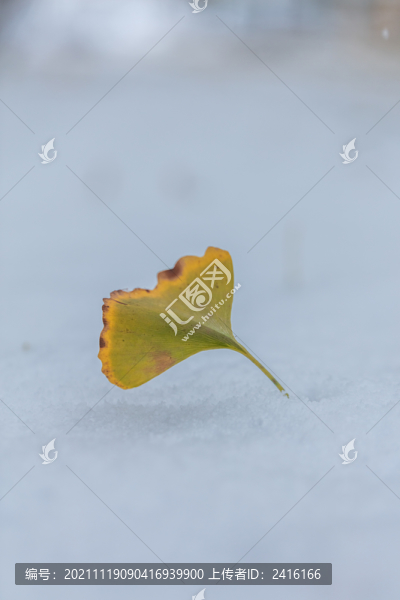 雪天的銀杏葉