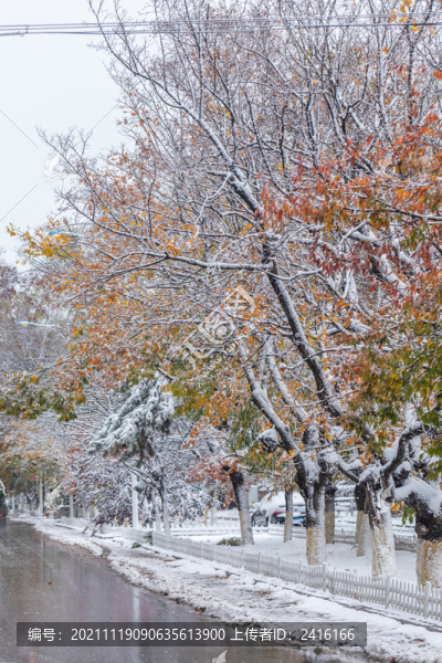 雪天枝葉