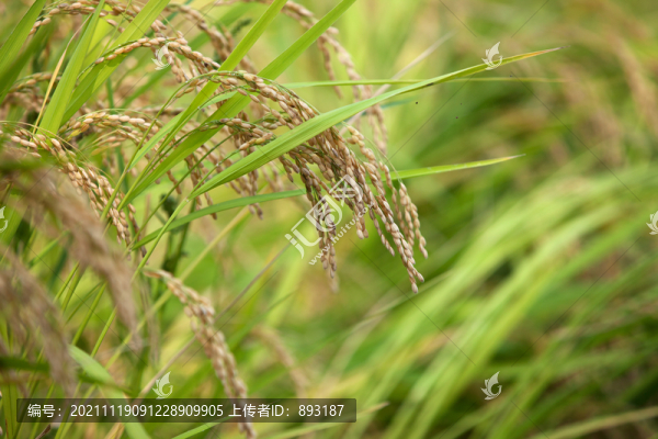 茂盛生長顆粒即將飽滿的水稻特寫