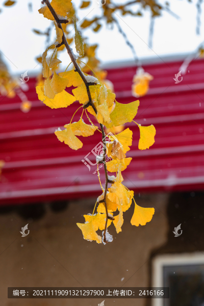 雪中的銀杏葉