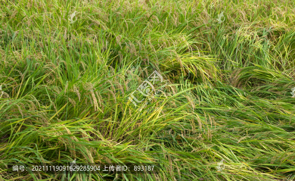 田間大面積種植且即將成熟的水稻