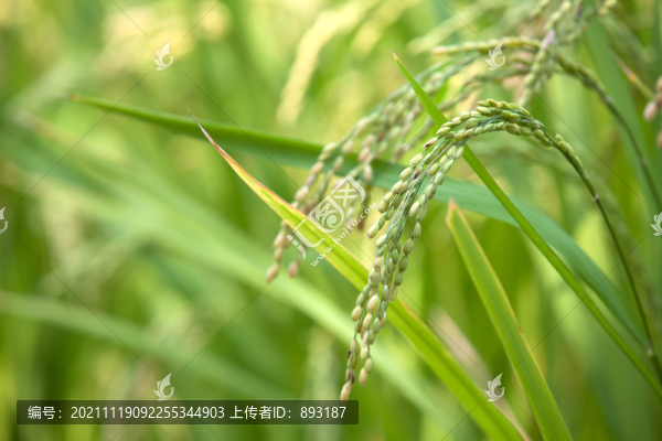 農(nóng)村稻田里稻穗飽滿(mǎn)的水稻