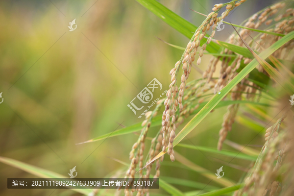 即將豐收的季節(jié)里田里飽滿的水稻